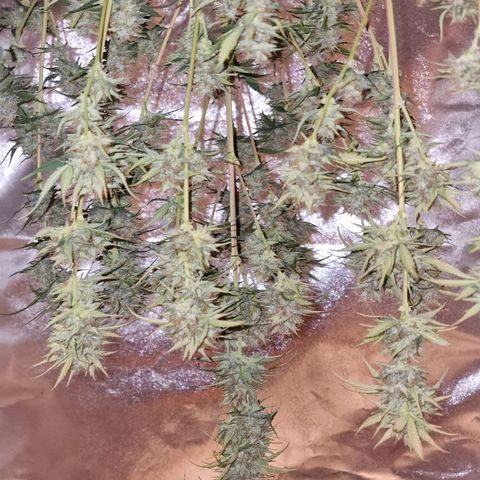 Apple Strudel  Auto growlog timeline photo