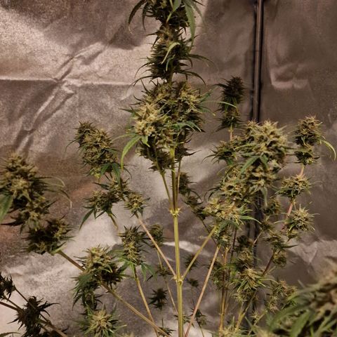 Apple Strudel  Auto growlog timeline photo