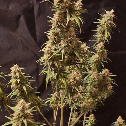 Original Auto OG Kush growlog timeline photo