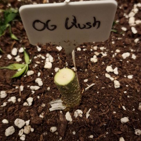 Original Auto OG Kush growlog timeline photo