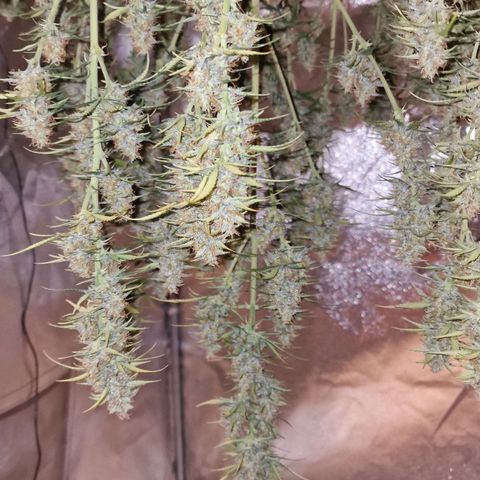 Original Auto OG Kush growlog timeline photo