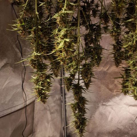 Original Auto OG Kush growlog timeline photo