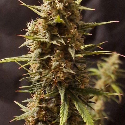 Original Auto OG Kush growlog timeline photo