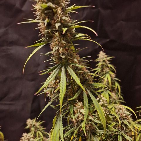 Original Auto OG Kush growlog timeline photo