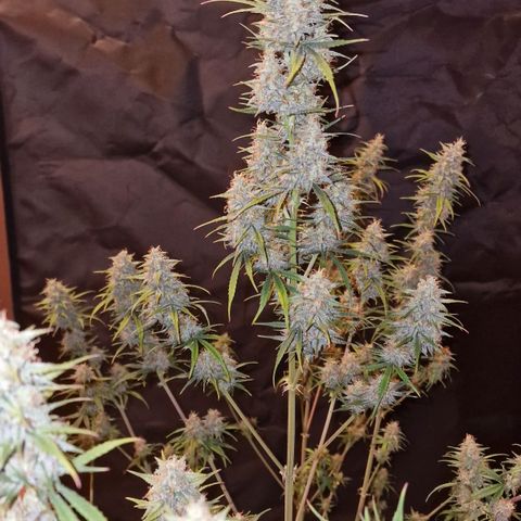 Original Auto OG Kush growlog timeline photo