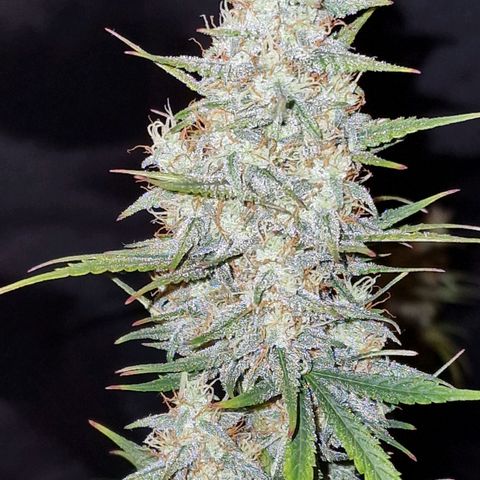 Original Auto OG Kush growlog timeline photo