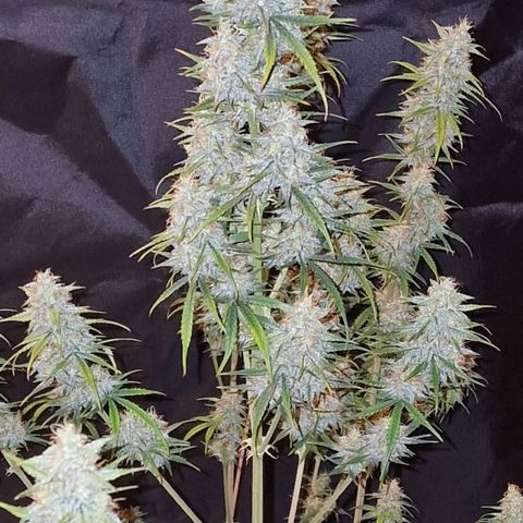 Original Auto OG Kush growlog timeline photo