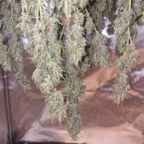 Original Auto OG Kush growlog timeline photo