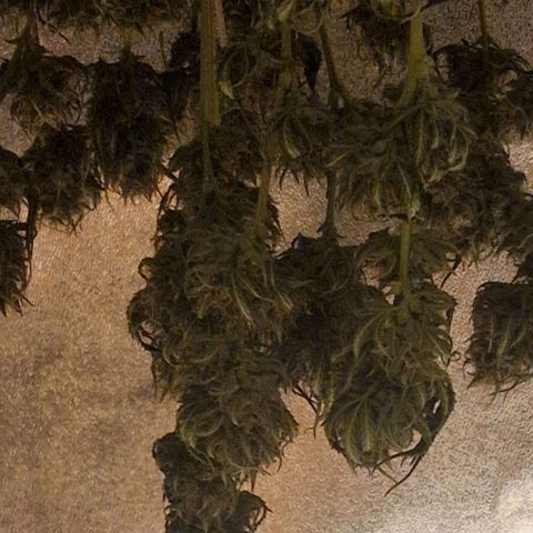 Apple Strudel  Auto growlog timeline photo