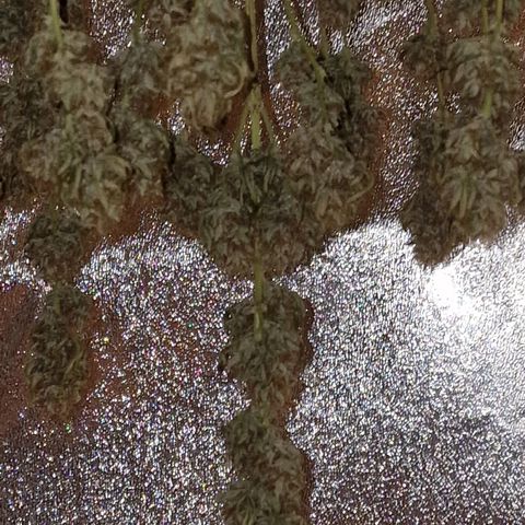Apple Strudel  Auto growlog timeline photo