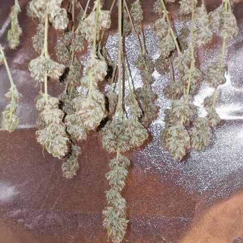 Original Auto OG Kush growlog timeline photo