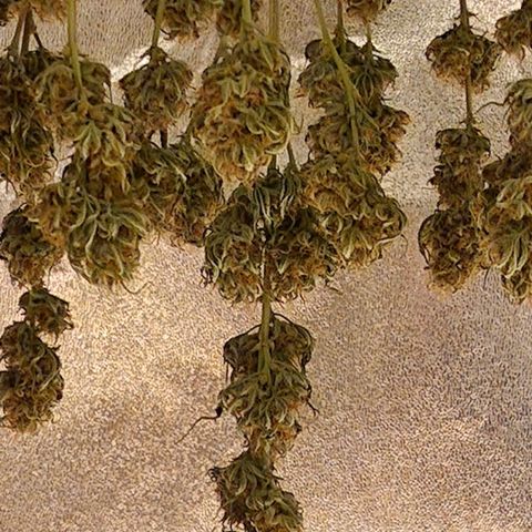 Apple Strudel  Auto growlog timeline photo
