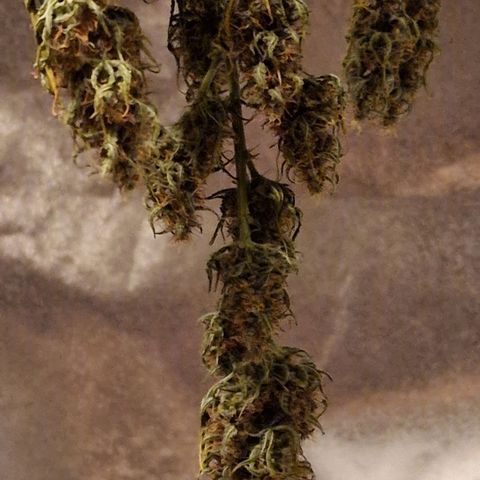 Original Auto OG Kush growlog timeline photo