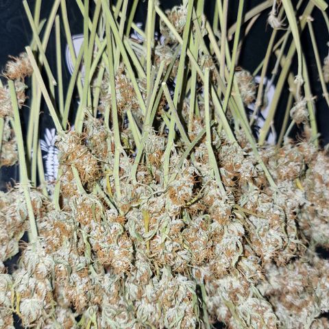 Original Auto OG Kush growlog timeline photo