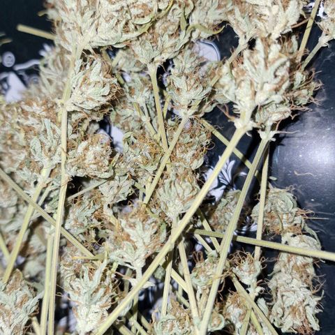 Apple Strudel  Auto growlog timeline photo