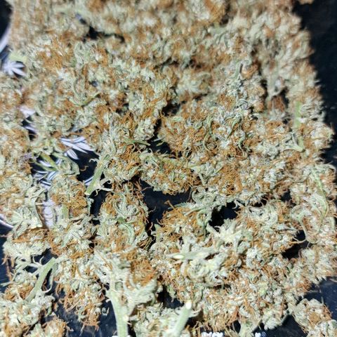 Original Auto OG Kush growlog timeline photo