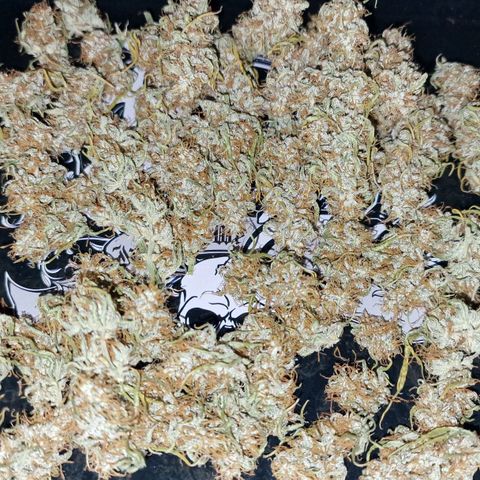 Original Auto OG Kush growlog timeline photo