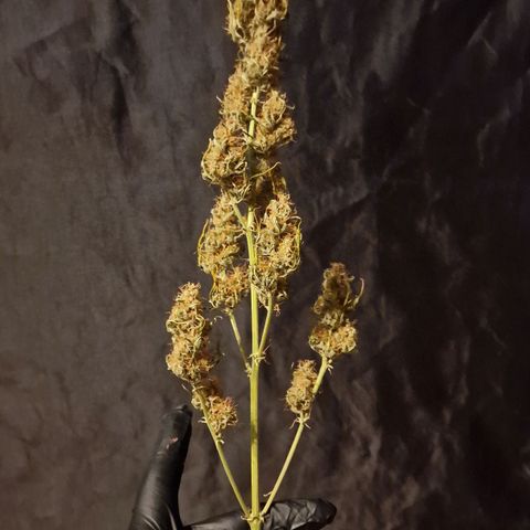 Original Auto OG Kush growlog photo: Headbud