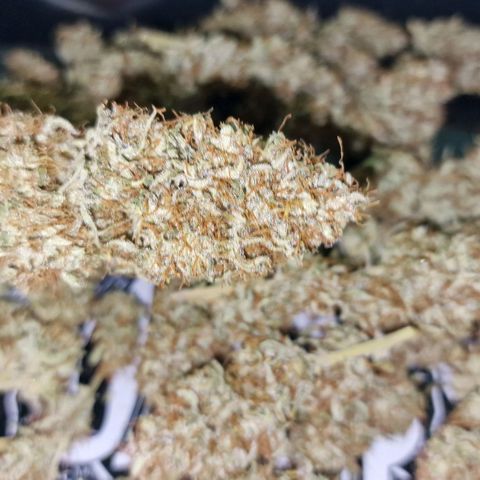 Apple Strudel  Auto growlog timeline photo