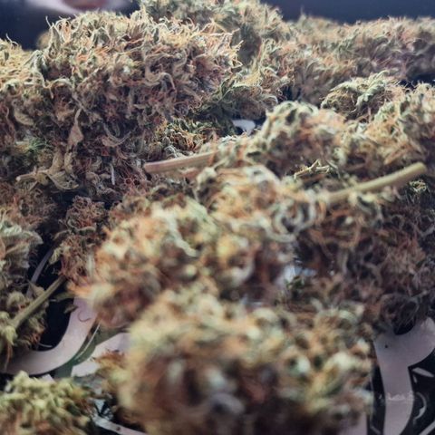 Apple Strudel  Auto growlog timeline photo