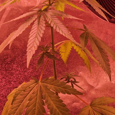 RQS - SweetZZ  growlog timeline photo
