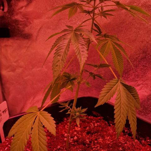 Fastbuds FF - Tropicana Cookies growlog timeline photo