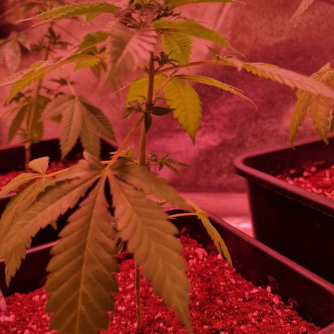 Sweet Seeds - Green Poison growlog timeline photo