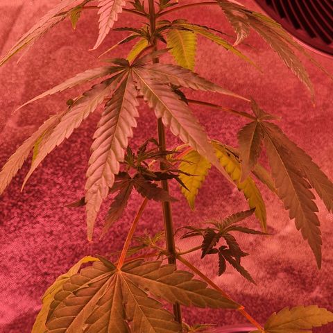 RQS - SweetZZ  growlog timeline photo