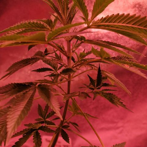 Fastbuds FF - Tropicana Cookies growlog timeline photo