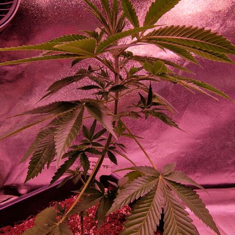 Fastbuds FF - Tropicana Cookies growlog timeline photo