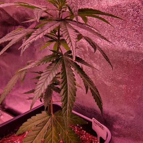 RQS - SweetZZ  growlog timeline photo