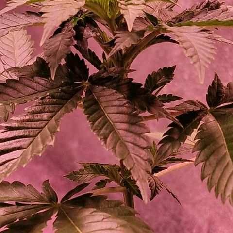 Sweet Seeds - Green Poison growlog timeline photo