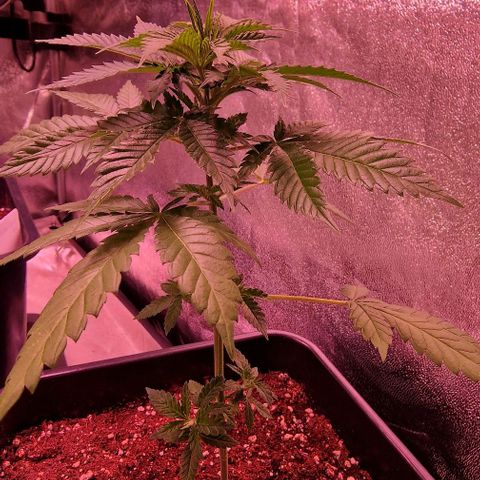 Sweet Seeds - Green Poison growlog timeline photo