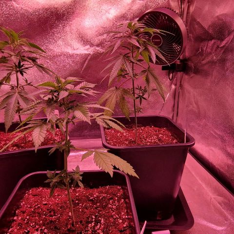 Sweet Seeds - Green Poison growlog timeline photo