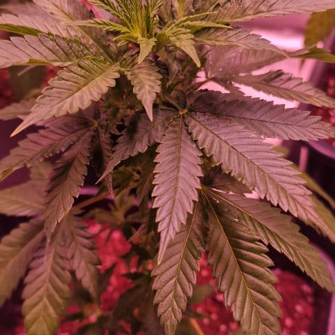 Sweet Seeds - Green Poison growlog timeline photo
