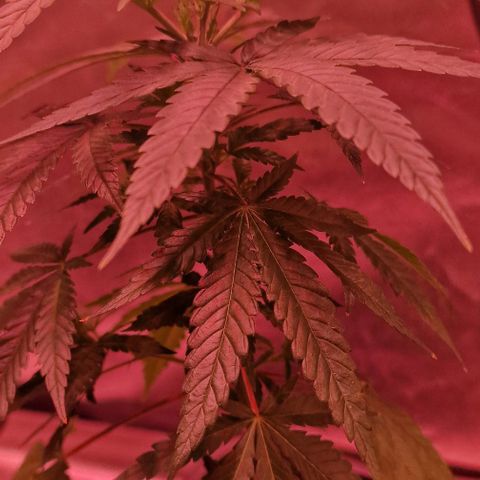 RQS - SweetZZ  growlog timeline photo