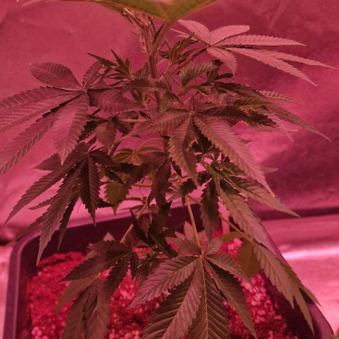 Fastbuds FF - Tropicana Cookies growlog timeline photo