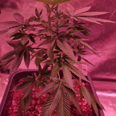 Fastbuds FF - Tropicana Cookies growlog timeline photo