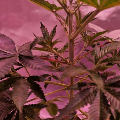 Fastbuds FF - Tropicana Cookies growlog timeline photo