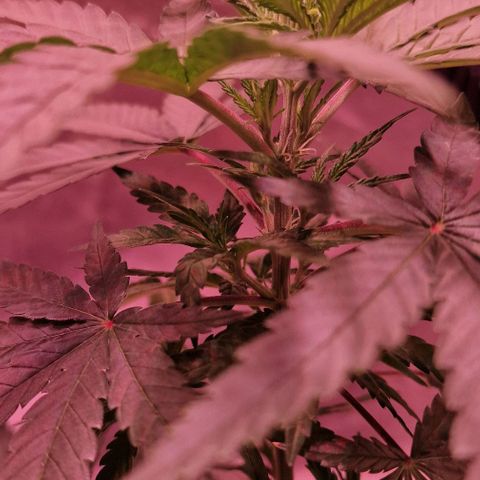 RQS - SweetZZ  growlog timeline photo