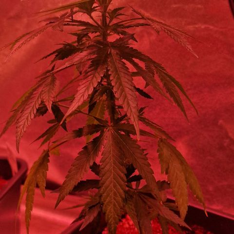 RQS - SweetZZ  growlog timeline photo