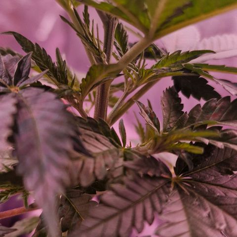 Sweet Seeds - Green Poison growlog timeline photo
