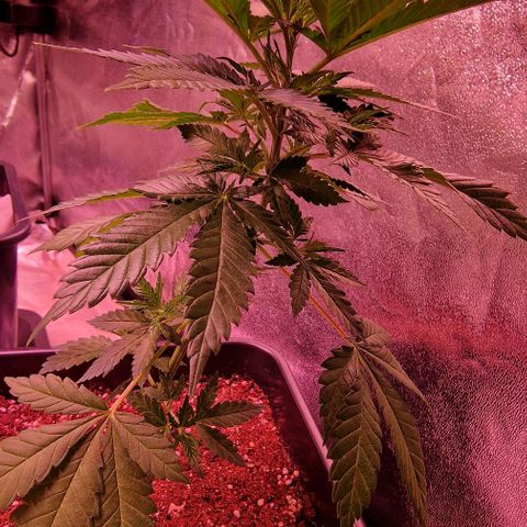 Sweet Seeds - Green Poison growlog timeline photo