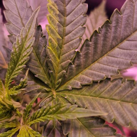 Sweet Seeds - Green Poison growlog timeline photo