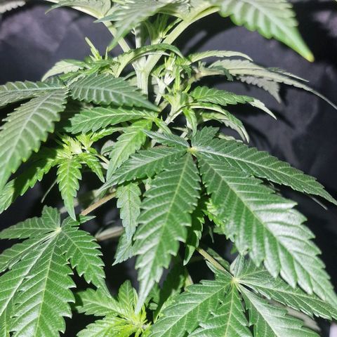 Sweet Seeds - Green Poison growlog timeline photo