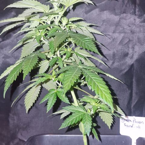 Sweet Seeds - Green Poison growlog timeline photo