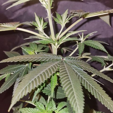 Fastbuds FF - Tropicana Cookies growlog timeline photo