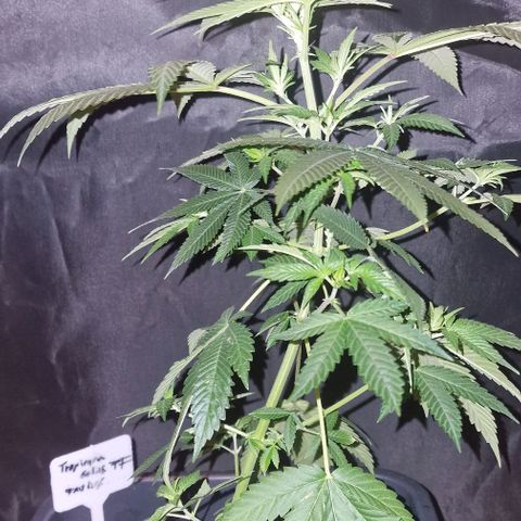 Fastbuds FF - Tropicana Cookies growlog timeline photo