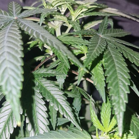 RQS - SweetZZ  growlog timeline photo