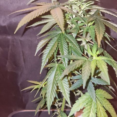 RQS - SweetZZ  growlog timeline photo
